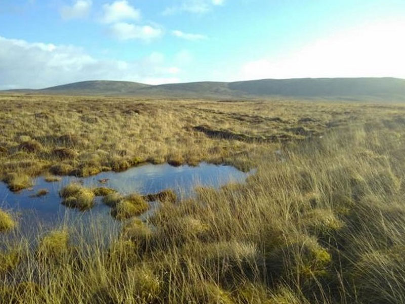 Peat Bog