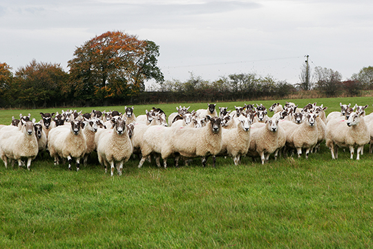 Farming Sheep