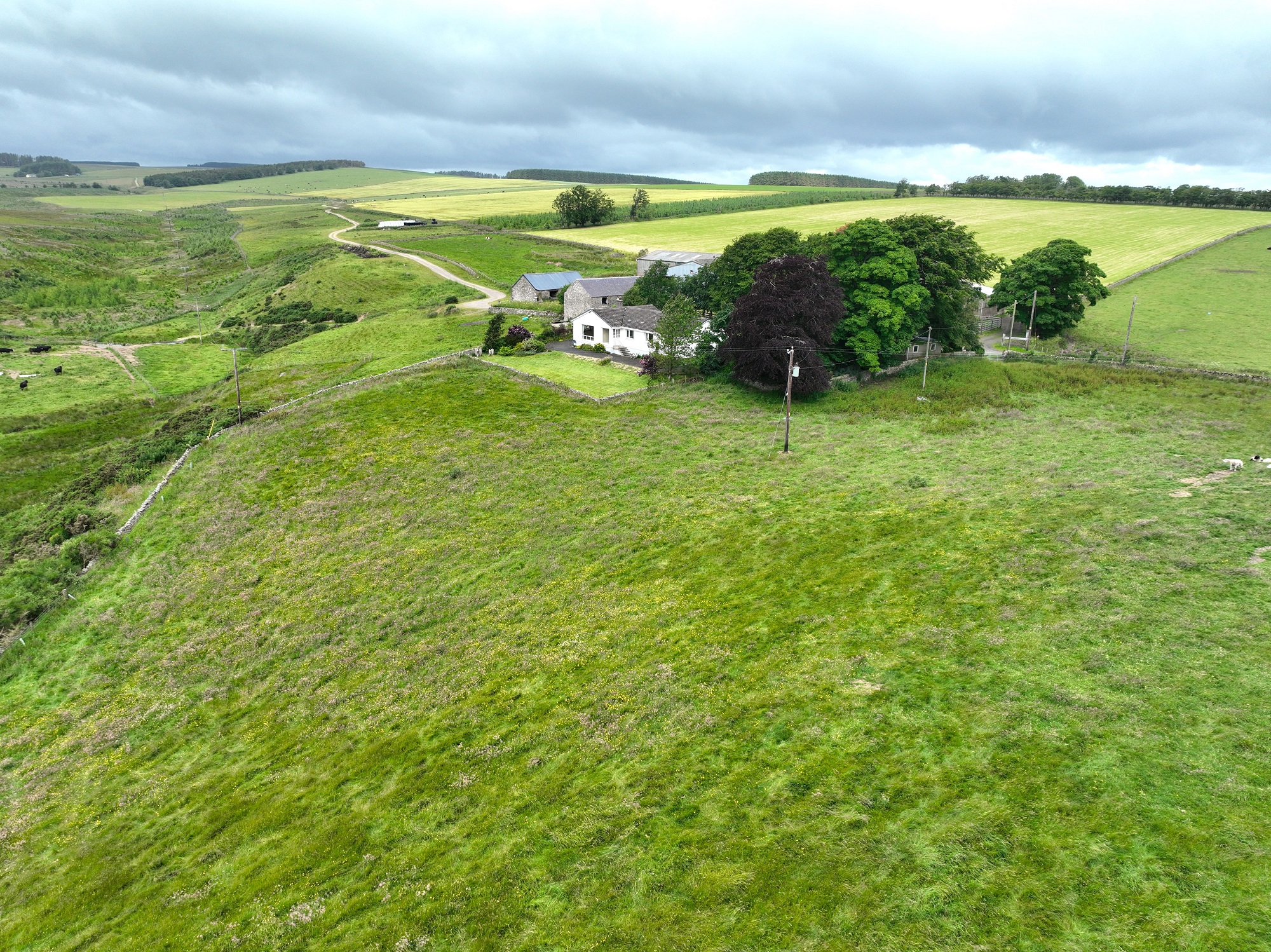Shoestanes