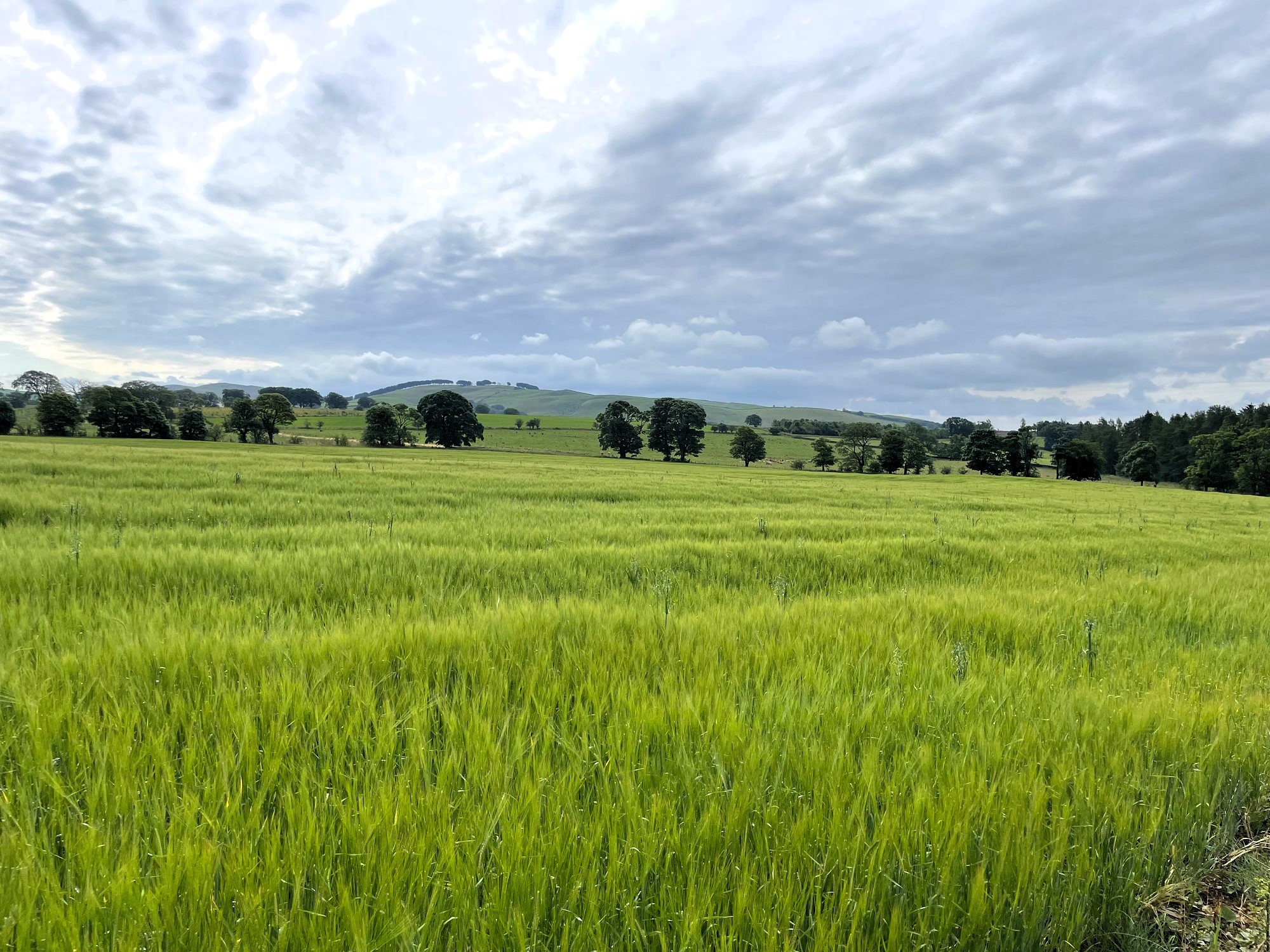 Field