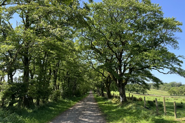 Wattaman Driveway