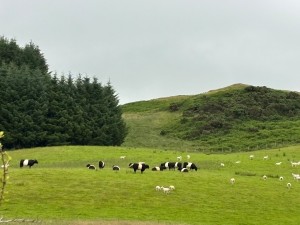 Dornells Stock