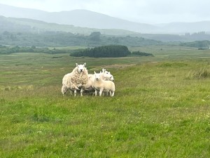 sheep at Dornells